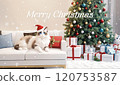 Cute Ragdoll kitten celebrating Christmas Cute Ragdoll kitten celebrating Christmas 120753587