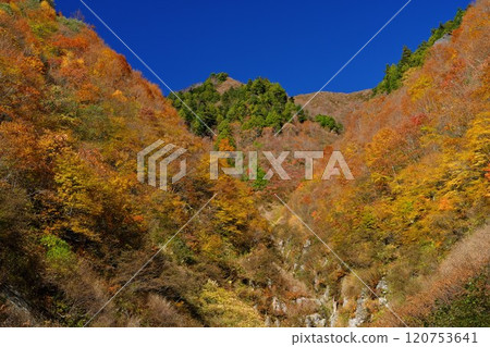 秋山林道V型山谷的紅葉在藍天的襯托下閃閃發光 秋山林道V型山谷的紅葉在藍天的襯托下閃閃發光 120753641