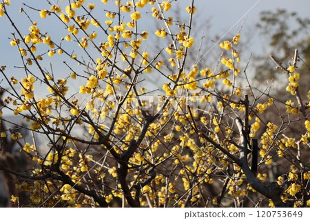 The petals look like they are coated with wax. The petals look like they are coated with wax. 120753649