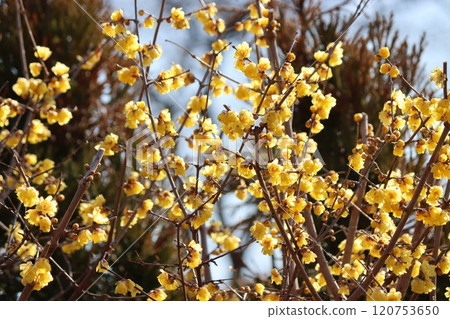 A rare flowering tree that blooms in the cold season 120753650