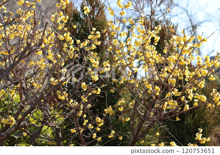 The cream-colored wintersweet flowers can withstand the cold 120753651