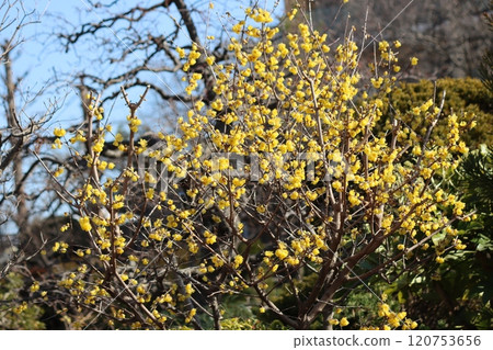 冬日天空中閃耀的金黃色花朵 120753656