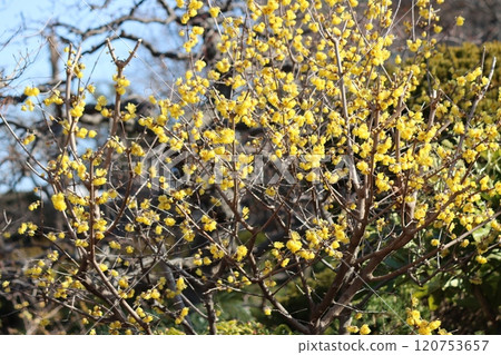 The transparent petals are beautiful, like waxwork. 120753657