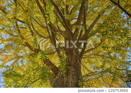 A giant ginkgo tree at Tokyo Musashino Hospital 120753668