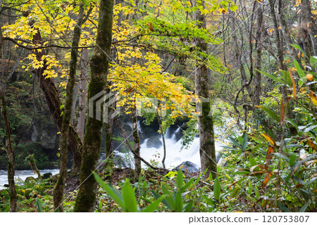 秋天的奧入瀨溪流～瑪門岩地區 120753807