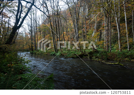 秋天的奧入瀨溪流 - 雲井瀑布附近的奧入瀨川 120753811