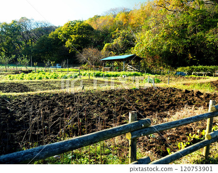神奈川縣橫濱市舞岡公園的農田 神奈川縣橫濱市舞岡公園的農田 120753901