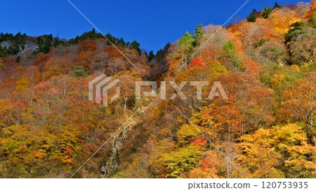 The spectacular autumn foliage along Akiyama Forest Road 120753935