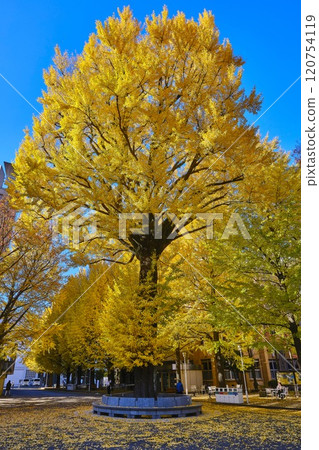 慶應義塾大學銀杏 120754119