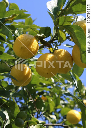 Setonai lemon Setonai lemon 120754125