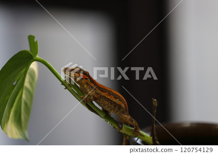 The natural climbing posture of the truncated gecko 120754129