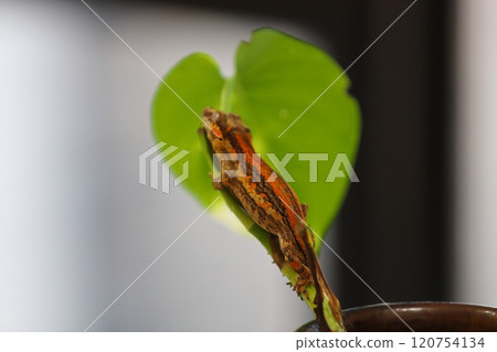 截角守宮的自然攀爬姿態 120754134