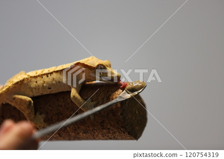 截角守宮的自然攀爬姿態 120754319