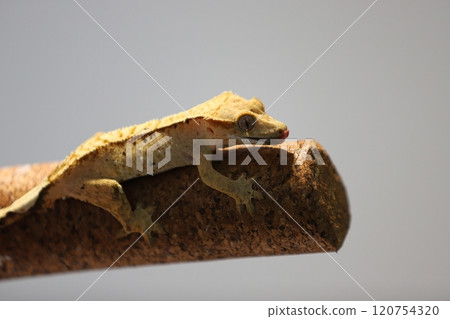 截角守宮的自然攀爬姿態 截角守宮的自然攀爬姿態 120754320