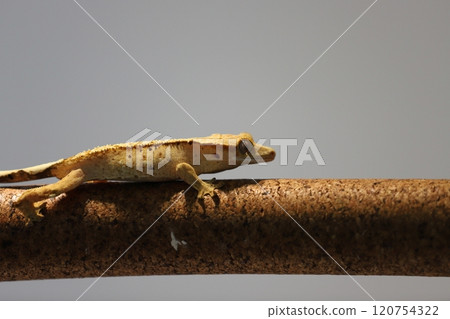 The natural climbing posture of the truncated gecko The natural climbing posture of the truncated gecko 120754322