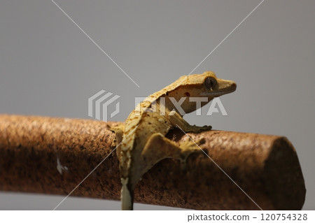 截角守宮的自然攀爬姿態 120754328
