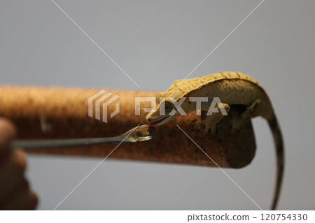 截角守宮的自然攀爬姿態 截角守宮的自然攀爬姿態 120754330