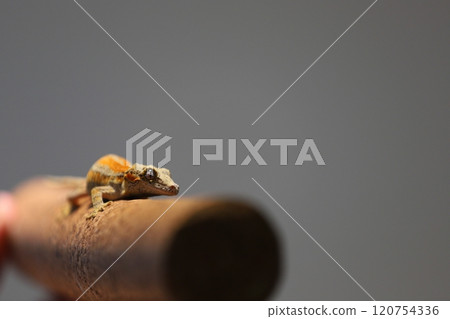The natural climbing posture of the truncated gecko The natural climbing posture of the truncated gecko 120754336
