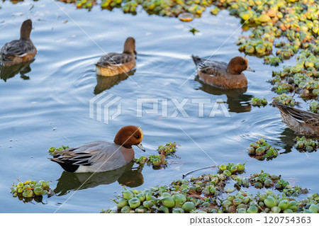 Duck eating water plants Duck eating water plants 120754363