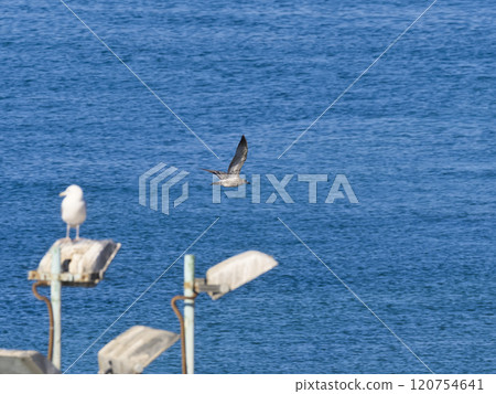 海鷗在蔚藍的大海上飛翔 海鷗在蔚藍的大海上飛翔 120754641