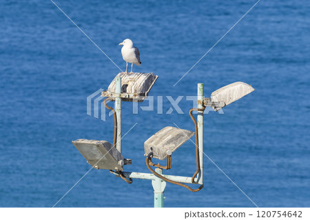 白色的海鷗和藍色的大海 120754642