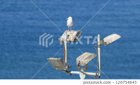 White seagulls and blue sea 120754643