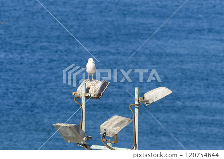 白色的海鷗和藍色的大海 白色的海鷗和藍色的大海 120754644
