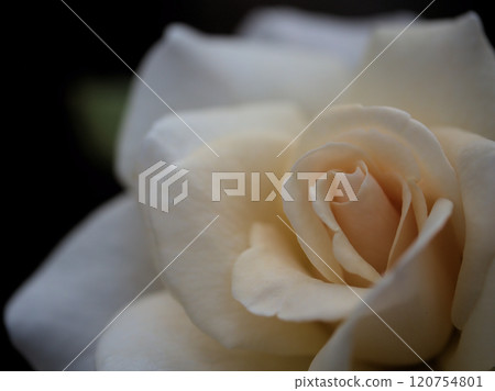 十月綻放的美麗白玫瑰花“法式蕾絲” 120754801