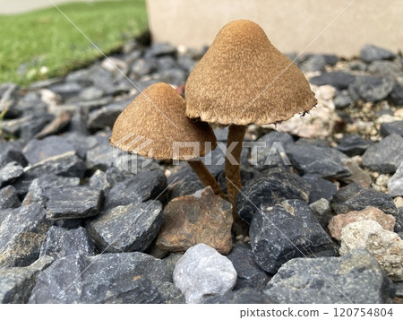 小蘑菇 小蘑菇 120754804