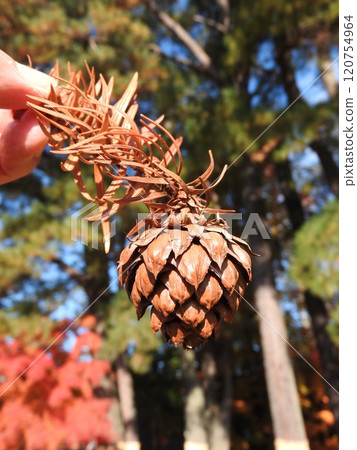Chinese fir fruit (broadleaf cedar) that has fallen along with the dead branch 120754964