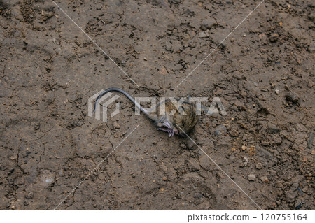 small dead or sleeping field mouse lies on clay ground small dead or sleeping field mouse lies on clay ground 120755164