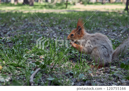The Spring Moult. Red squirrel gnaws a nut, moulting into summer coat. The Spring Moult. Red squirrel gnaws a nut, moulting into summer coat. 120755166
