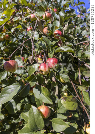 a ripe apple harvest on an apple tree in sunny summer weather 120755255