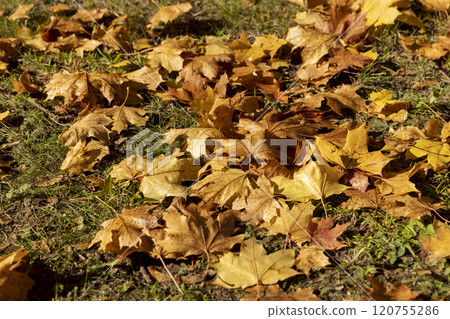 fallen yellowed maple leaves , sunny weather in the park 120755286