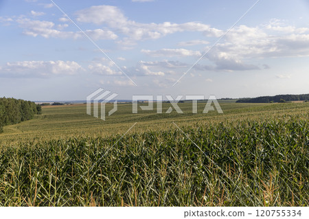 beautiful corn flowers in the summer in sunny weather 120755334