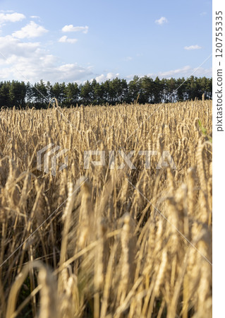 wheat field before harvest in the summer season 120755335