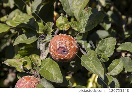red ripe apples that have rotted on the branches 120755348
