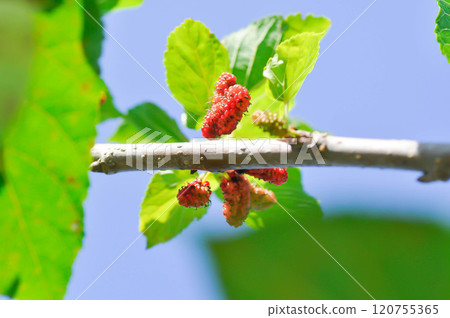 mulberry , mulberry plant or Morus alba L or MORACEAE 120755365