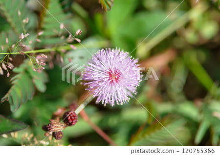 Sensitive plant , Shameplant or Sleeping grass or Mimosa hispidula Kunth or Mimosa pudica L flower Sensitive plant , Shameplant or Sleeping grass or Mimosa hispidula Kunth or Mimosa pudica L flower 120755366
