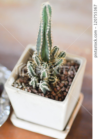 Cereus sp, Fairy Castle or Cereus peruvianus or small Fairy Castle cactus Cereus sp, Fairy Castle or Cereus peruvianus or small Fairy Castle cactus 120755367