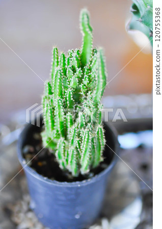 Cereus sp, Fairy Castle or Cereus peruvianus or small Fairy Castle cactus Cereus sp, Fairy Castle or Cereus peruvianus or small Fairy Castle cactus 120755368
