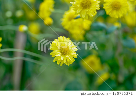 Wild Chrysanthemum , Mother Chrysanthemum or Winter Aster or Chrysanthemum indicum or ASTERACEAE COMPOSITAE Wild Chrysanthemum , Mother Chrysanthemum or Winter Aster or Chrysanthemum indicum or ASTERACEAE COMPOSITAE 120755371