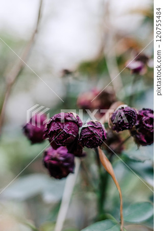 Botanical vertical background, beautiful blossom, soft bokeh green color blurred 120755484