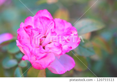 Pink Green Ice 120755513