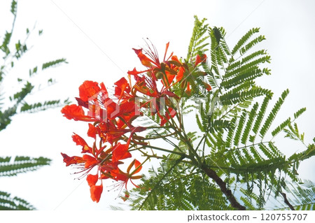 Royal Poinciana blooming in the tropics - Okinawa scenery 120755707