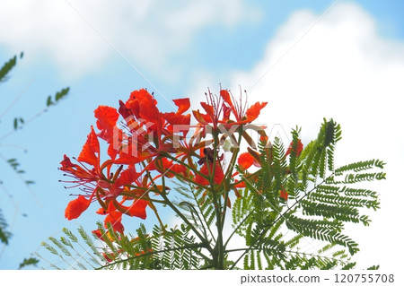 A phoenix tree blooming in the tropics: Okinawa scenery A phoenix tree blooming in the tropics: Okinawa scenery 120755708