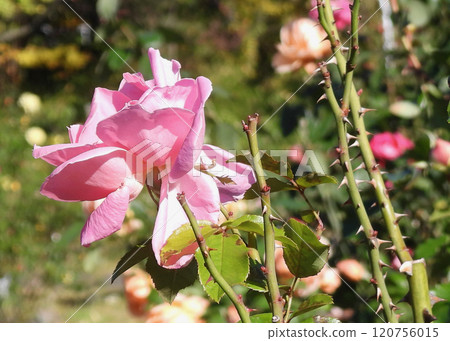 Roses and Thorns 120756015
