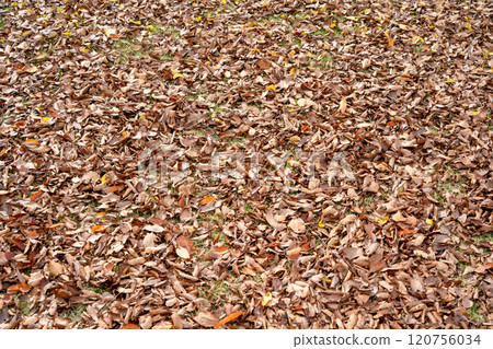 Fallen leaves spread on the ground Fallen leaves spread on the ground 120756034