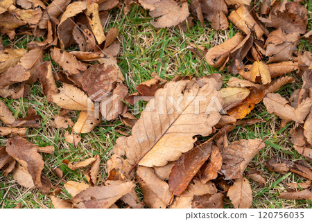 Fallen leaves spread on the ground 120756035