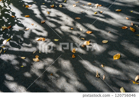 Silhouette of a tree reflected on a road covered with fallen leaves 120756046